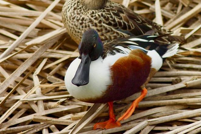 IMG_5780 by ArturoYee is licensed under CC BY 2.0.